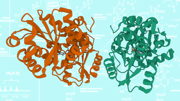 Rendering of human serine racemase